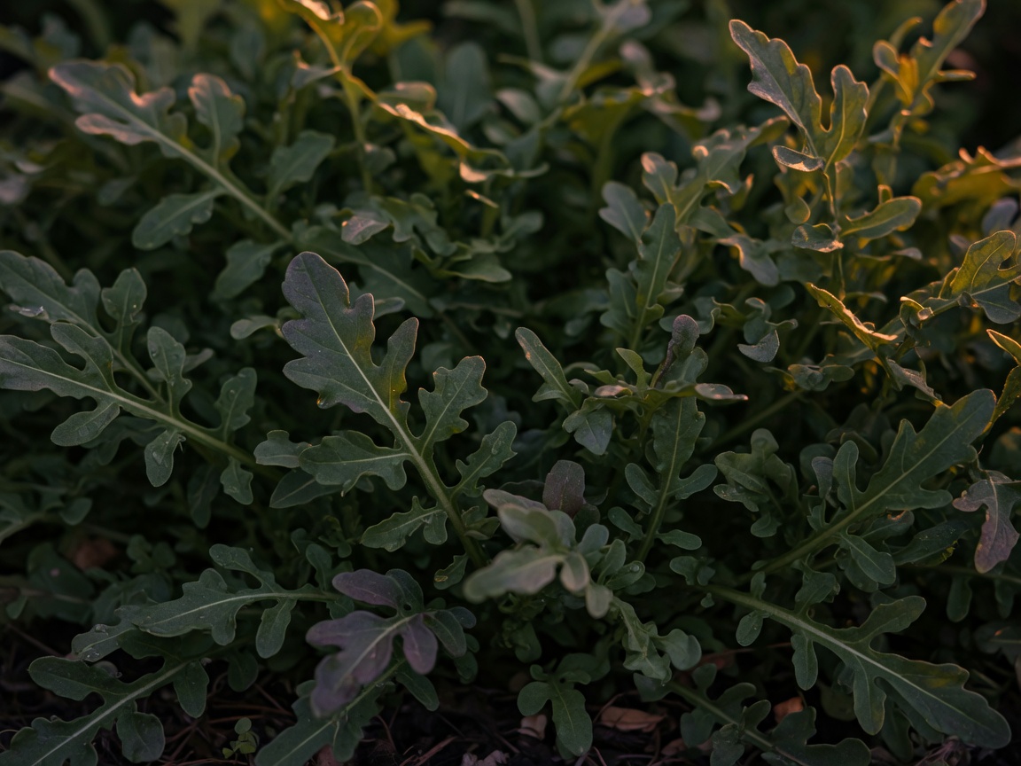 Arugula