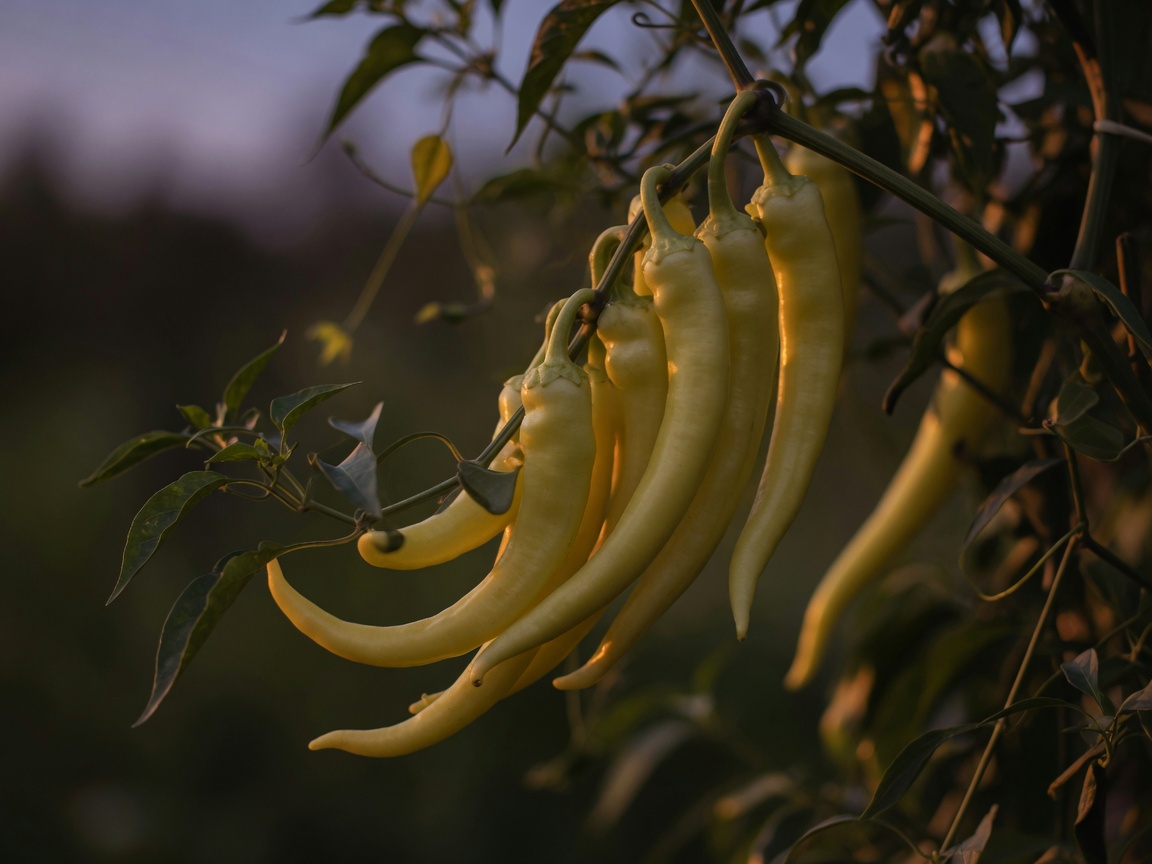 Banana pepper