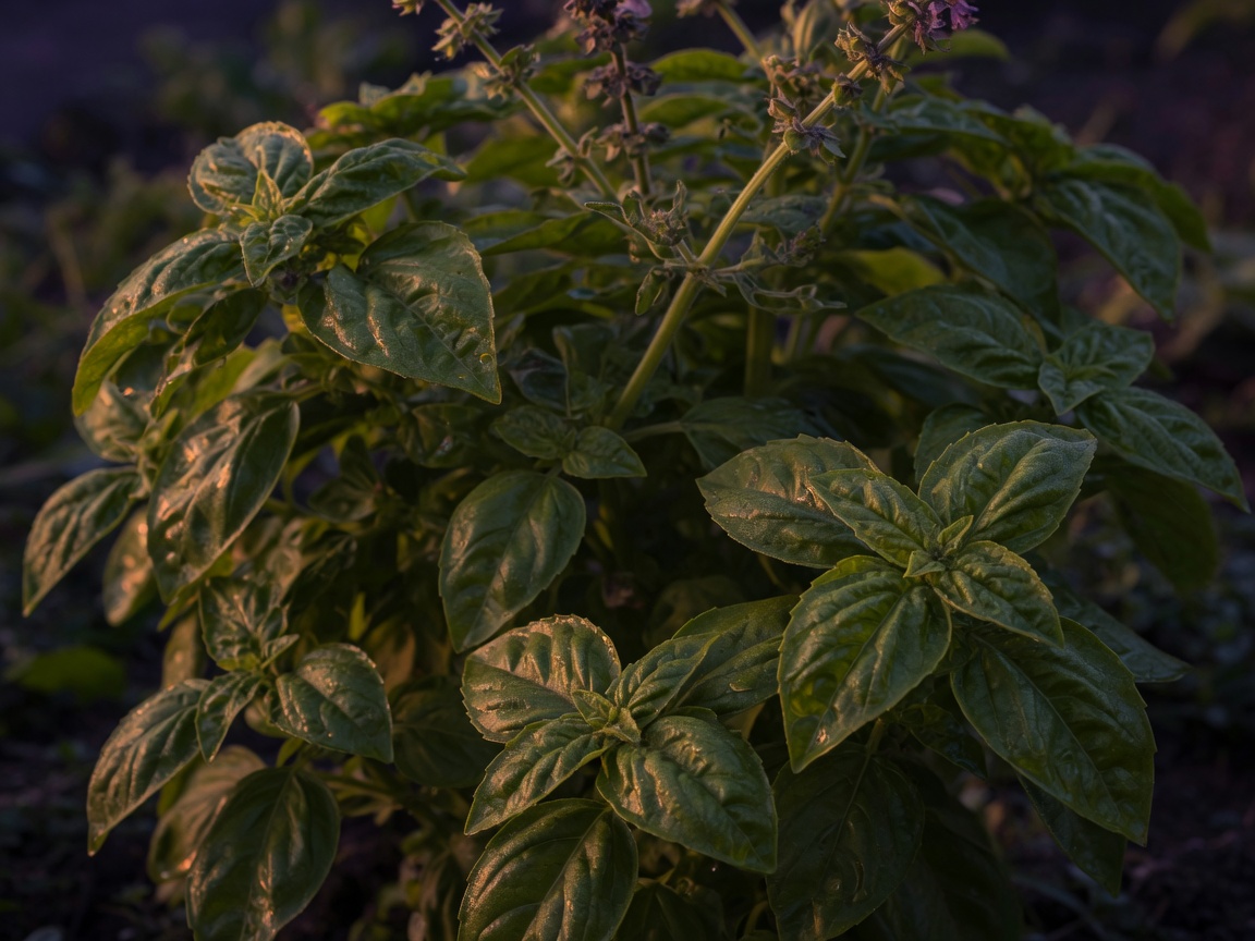 Basil