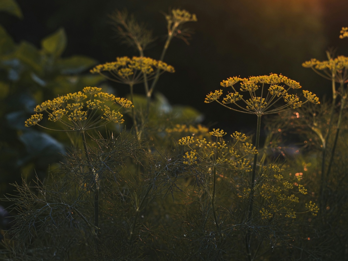 Dill