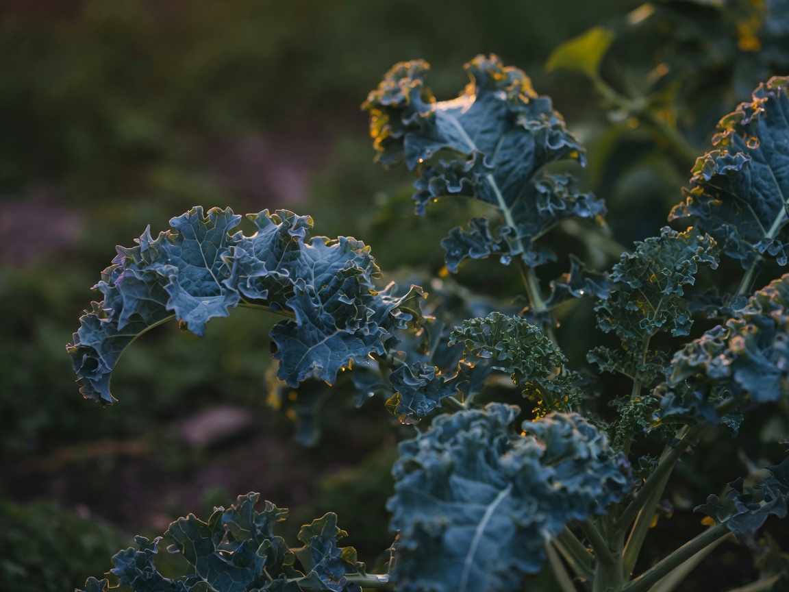 Kale