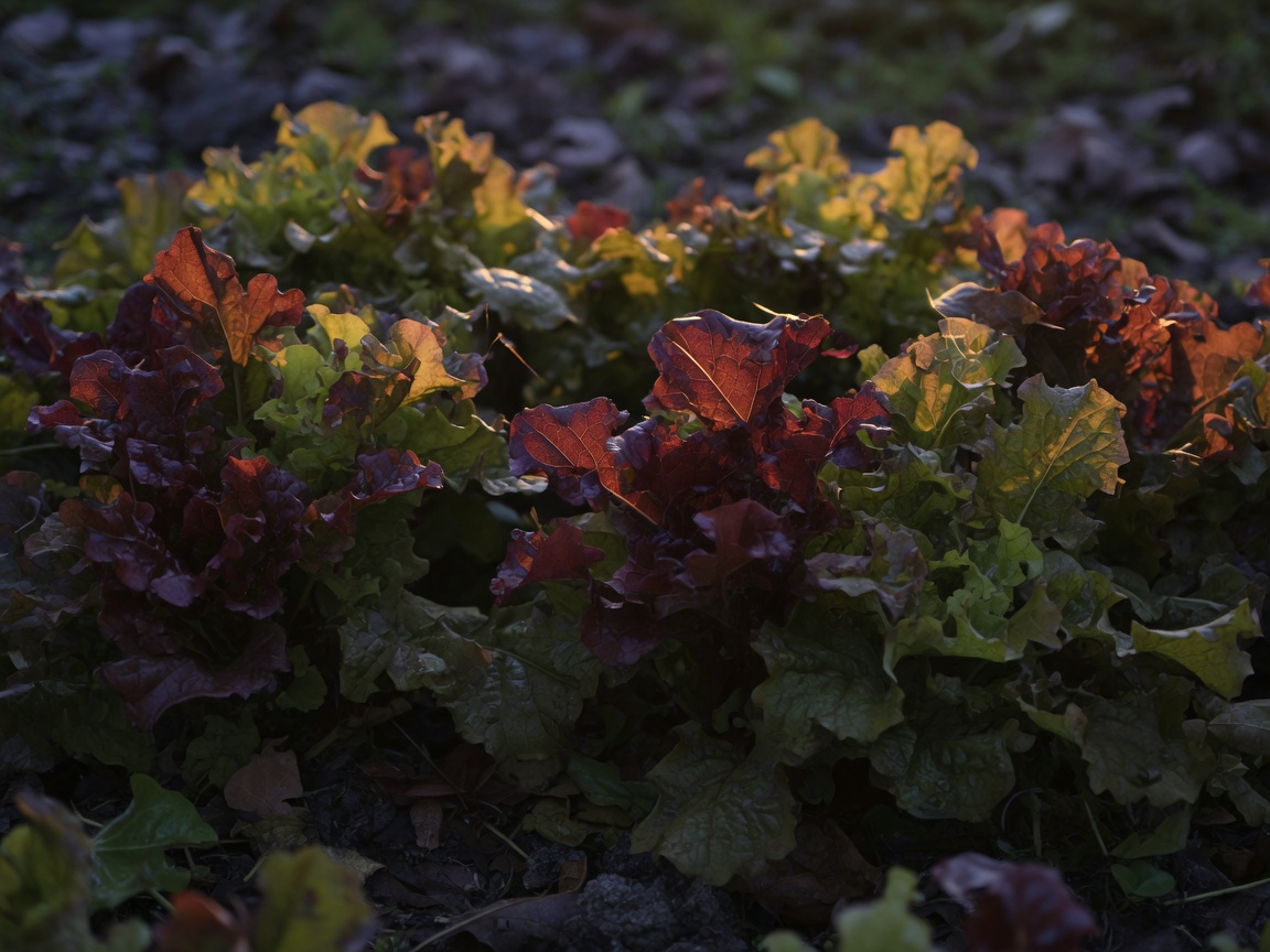 Leaf lettuce