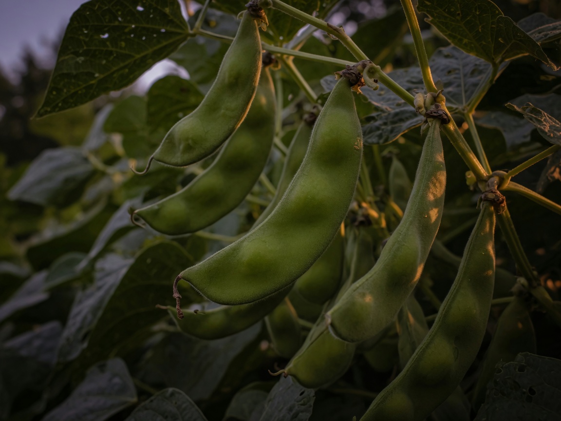 Lima beans