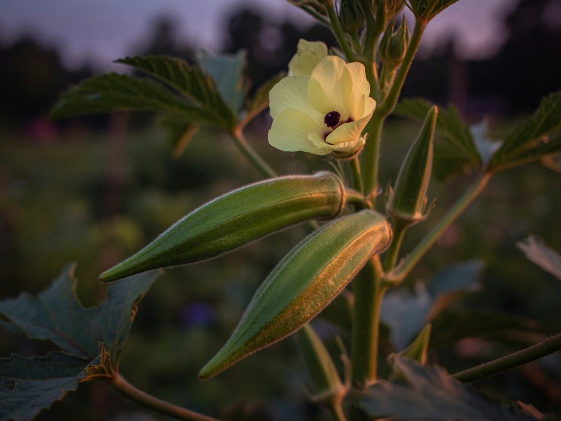 Okra