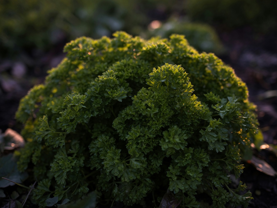 Parsley