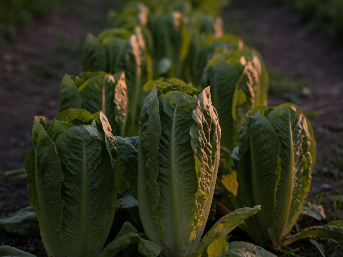 Romaine lettuce