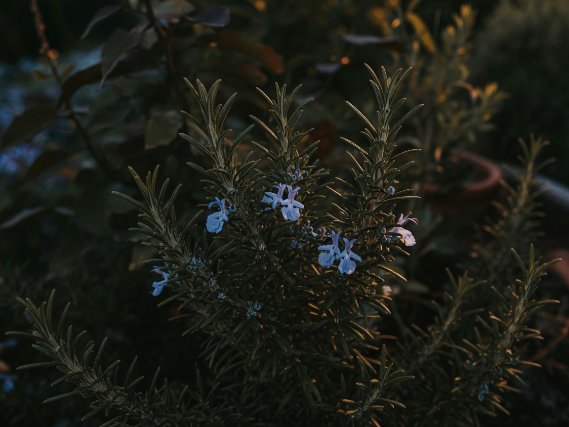Rosemary