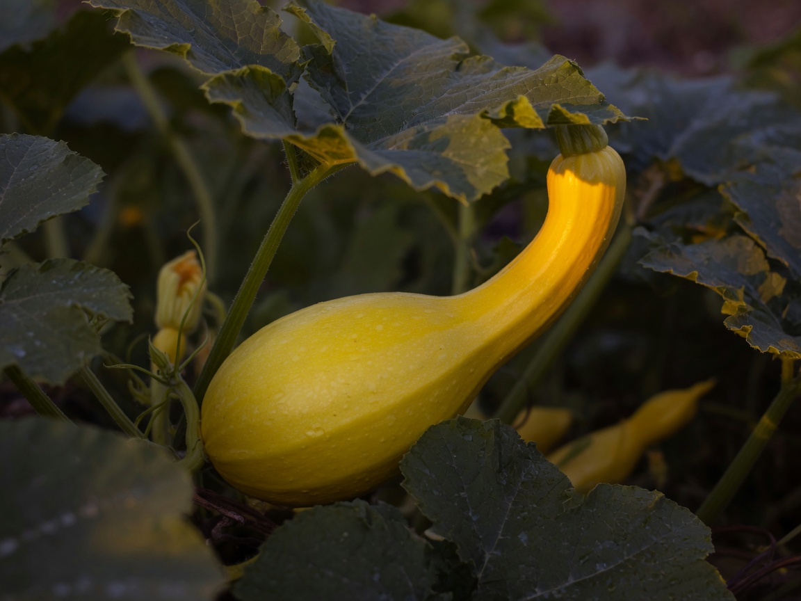 Yellow summer squash