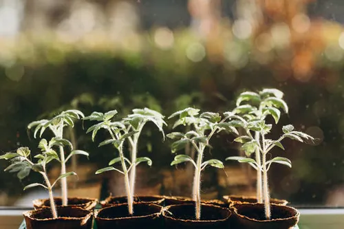Tomato Plant plant clone