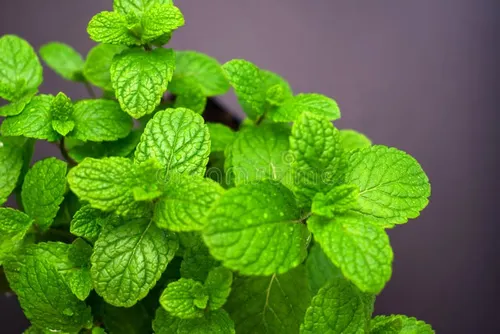Spearmint Clone plant clone