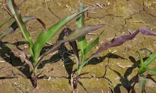 Heirloom Purple Corn Sprout plant clone