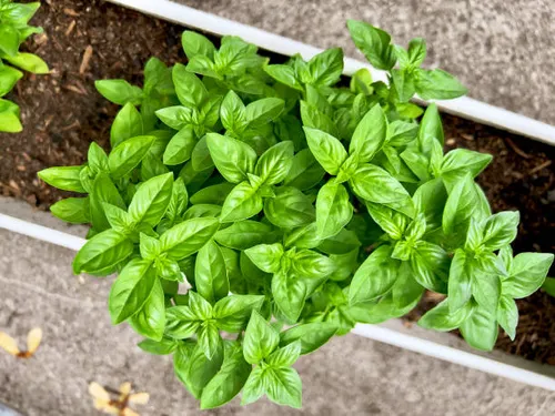 Basic Basil Clone plant clone