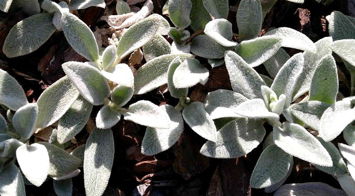 Lambs Ear Cutting plant clone